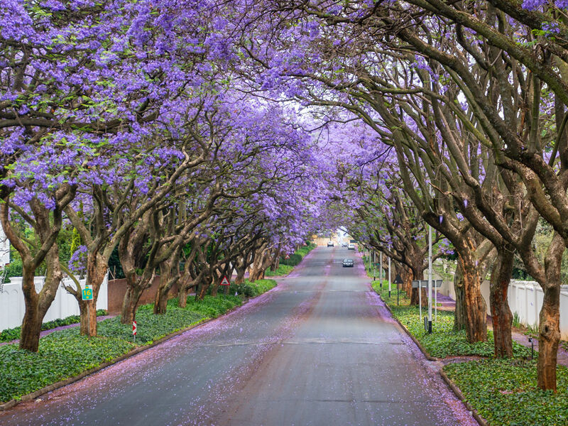 Görkemli Güney Afrika ve Safari 7 Gece - THY ile 17 Ocak (Sömestr Özel) (CPT - JNB) AT1120
