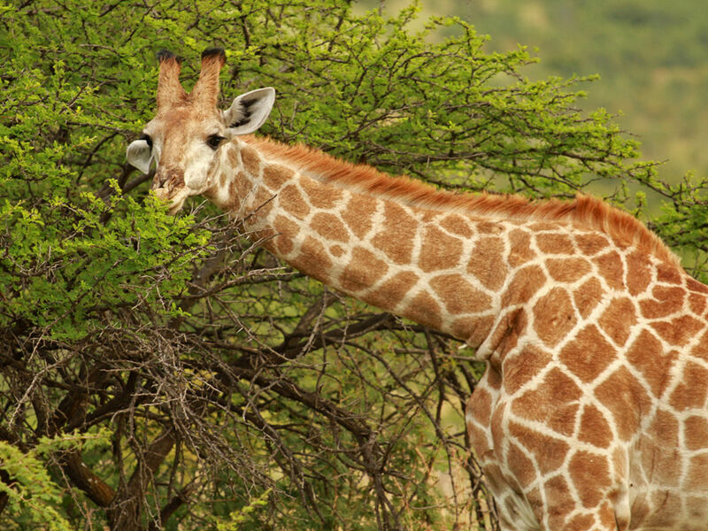 Görkemli Güney Afrika ve Safari 7 Gece - THY ile 17 Ocak (Sömestr Özel) (CPT - JNB) AT1120
