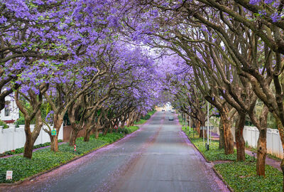 Görkemli Güney Afrika ve Safari 7 Gece - THY ile 17 Ocak (Sömestr Özel) (JNB - CPT) AT1121

