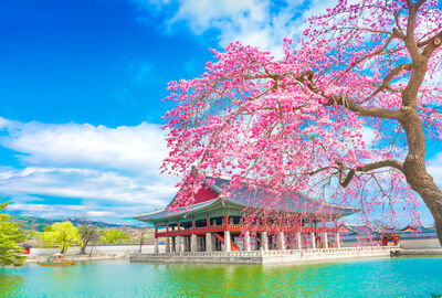 Comfort Japonya & Kore Turu Emirates Hava Yolları ile 9 gece Ekstra Turlar ve Çay Seremonisi Dahil HND-ICN 2026 Dönemi