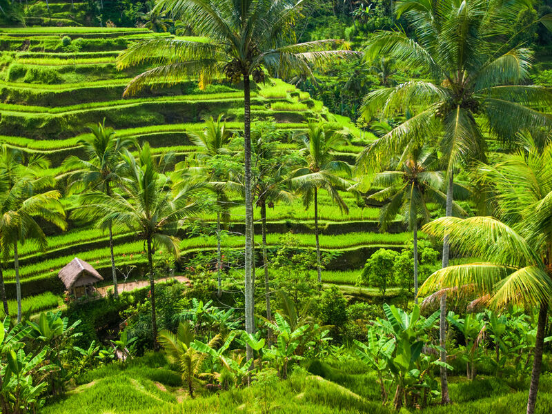 Bali & Ubud Serüveni Turu Emirates Hava Yolları ile 5 Gece (DPS-DXP-DPS) 