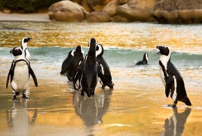 Güney Afrika Serüveni Türk Hava Yolları ile 6 Gece CPT - JNB 2026 Dönemi